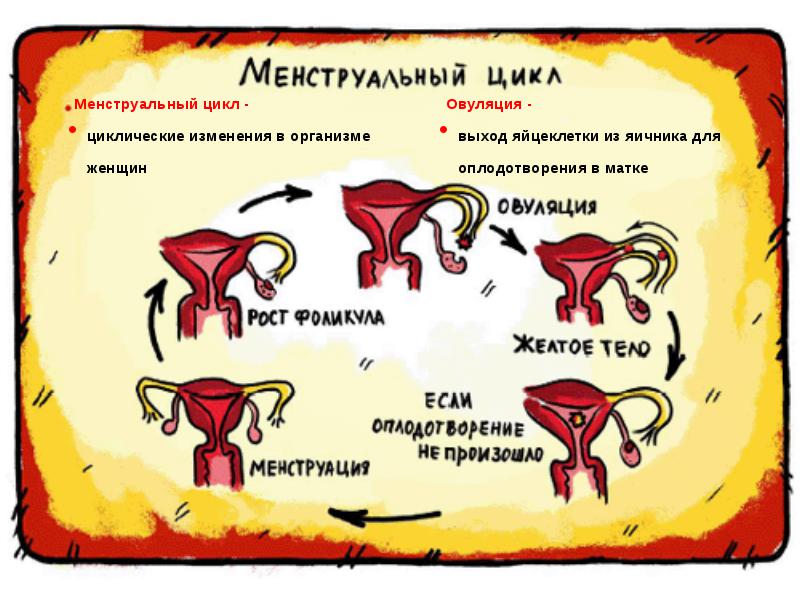 плакат Менструальный цикл